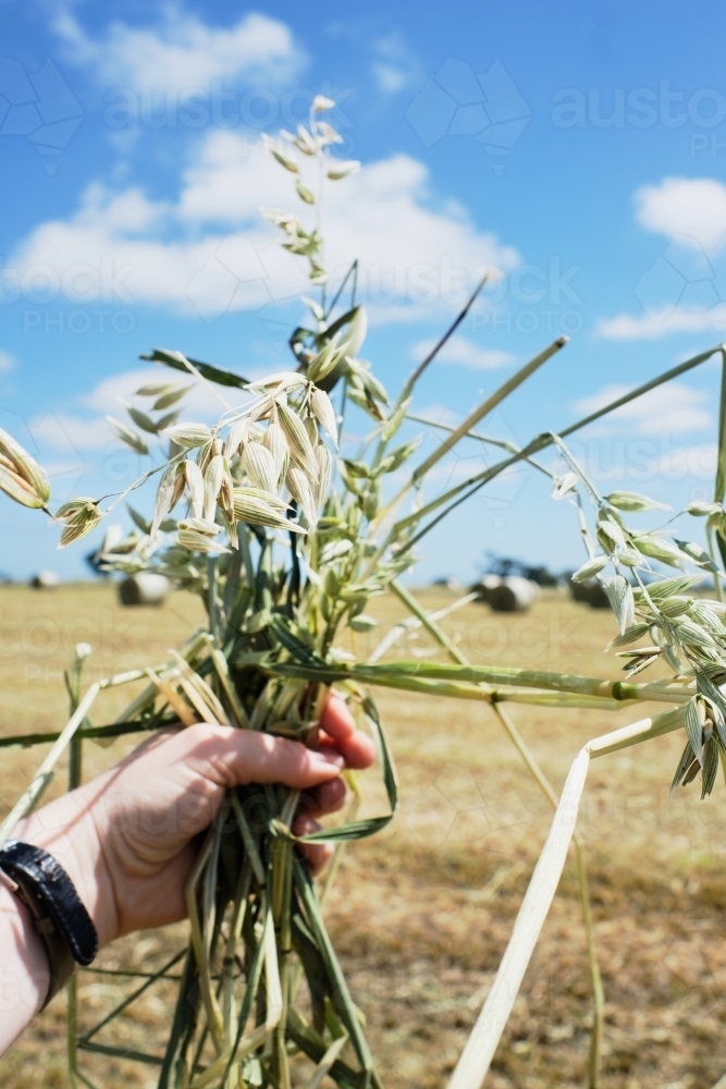 Farmer holding cut grass for cattle feed - Australian Stock Image