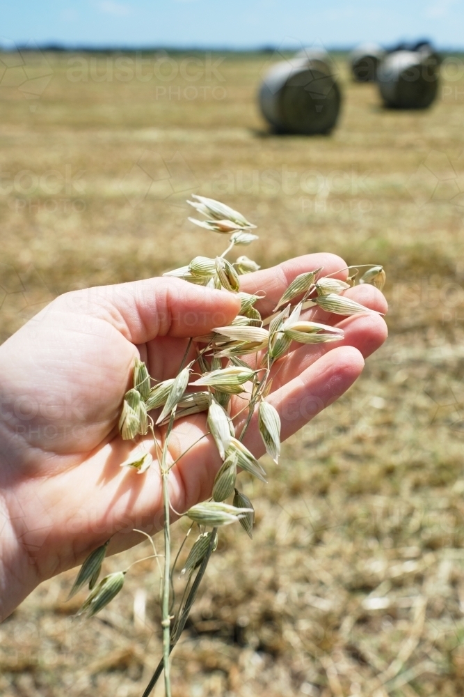 Farmer holding grass seed - Australian Stock Image