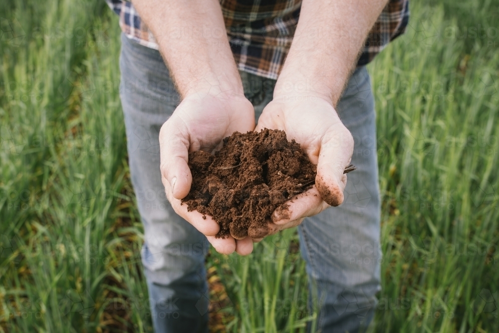 Farmer holding soil in a cereal crop in the Wheatbelt of Western Australia - Australian Stock Image