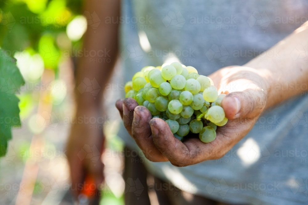 Farmer holding white grapes in hand picked from vine - Australian Stock Image