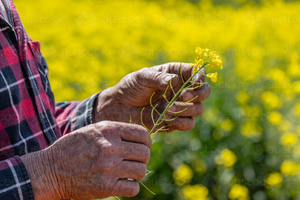 farmer in a yellow canola crop inspecting for frost damage - Australian Stock Image