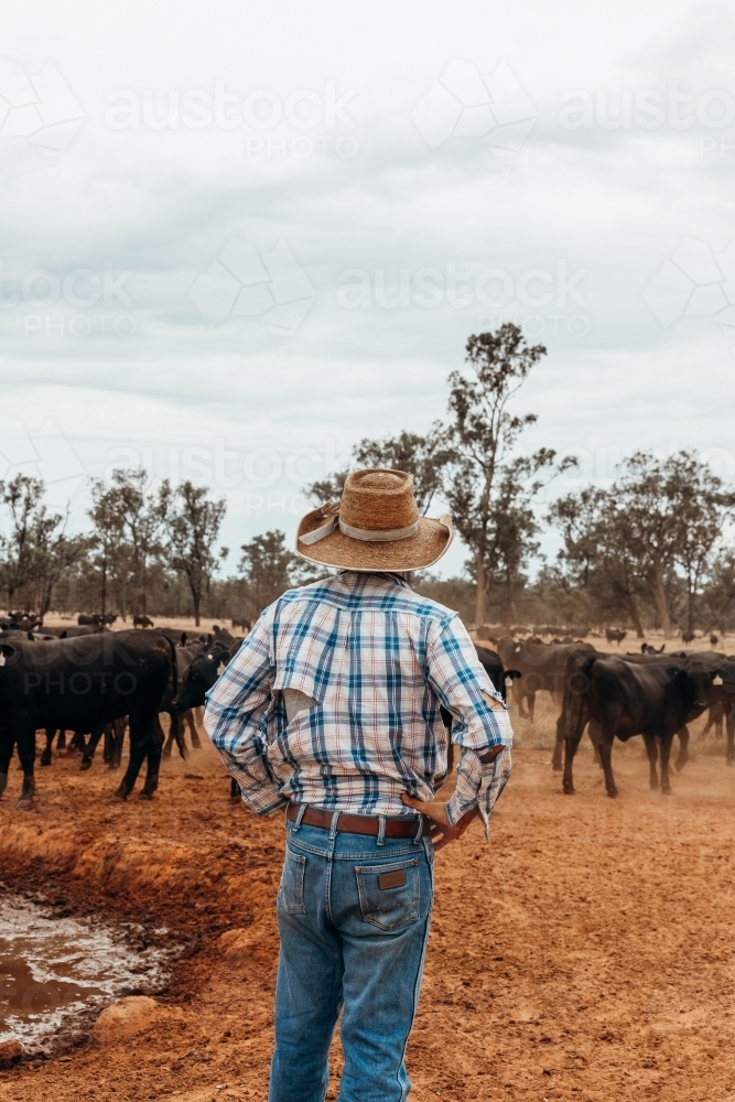 Farmer in paddock with mob of cows - Australian Stock Image
