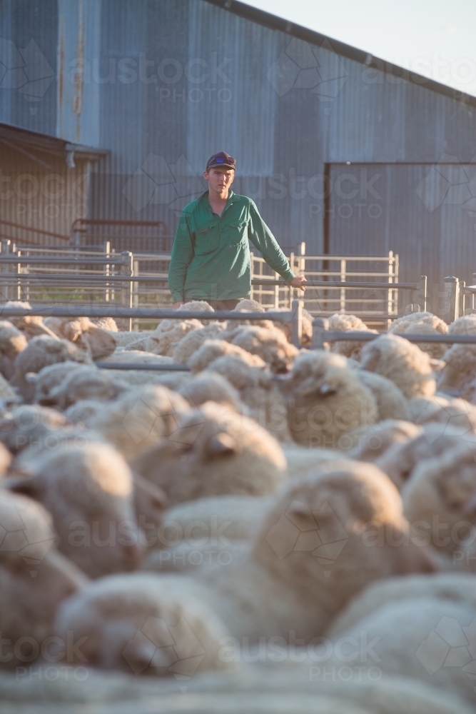 Farmer in the yard looking at sheep - Australian Stock Image