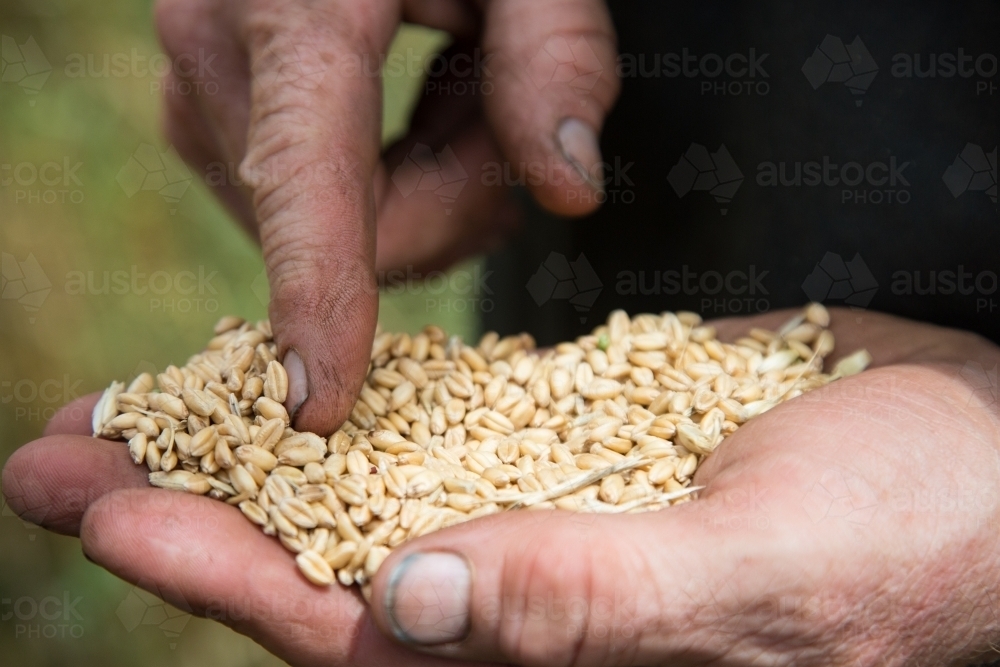 Farmer inspecting a sample of wheat seeds at harvest time - Australian Stock Image