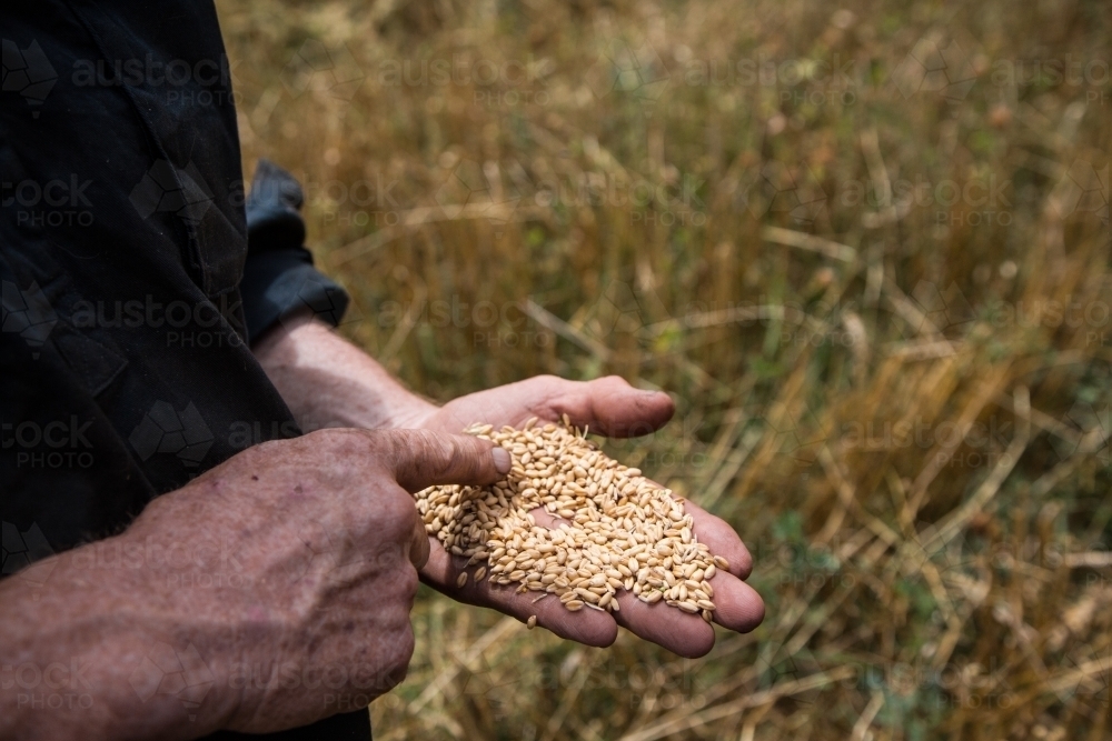 Farmer inspecting a sample of wheat seeds at harvest time - Australian Stock Image