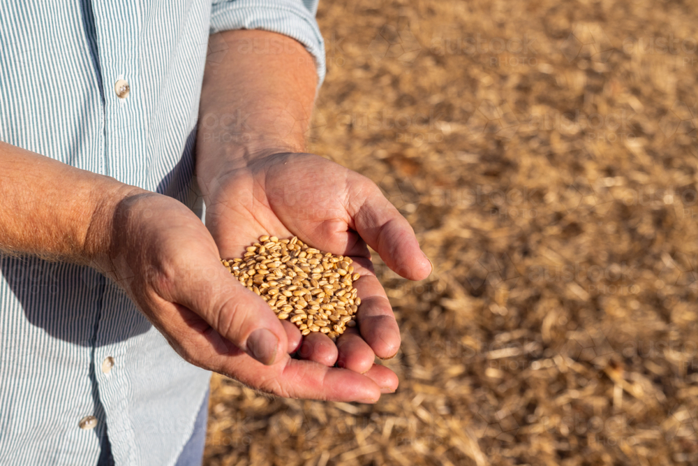 Farmer inspecting a sample of wheat seeds at harvest time - Australian Stock Image