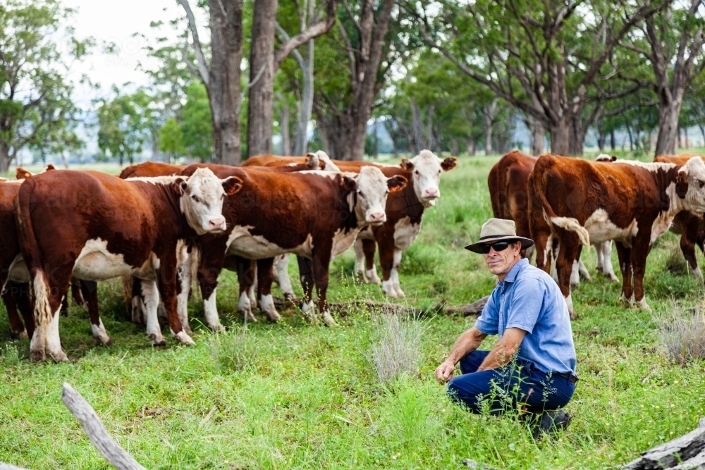 Farmer inspecting cattle herd in green paddock - Australian Stock Image