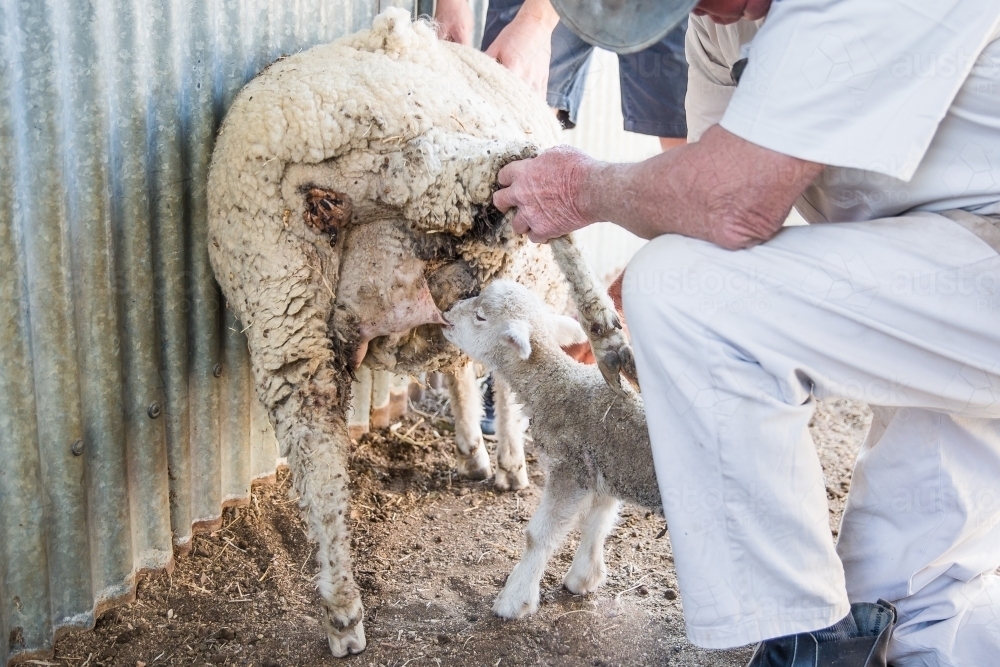 Farmer kneeling in dirt holding leg of mother ewe sheep while baby lamb drinks on farm - Australian Stock Image