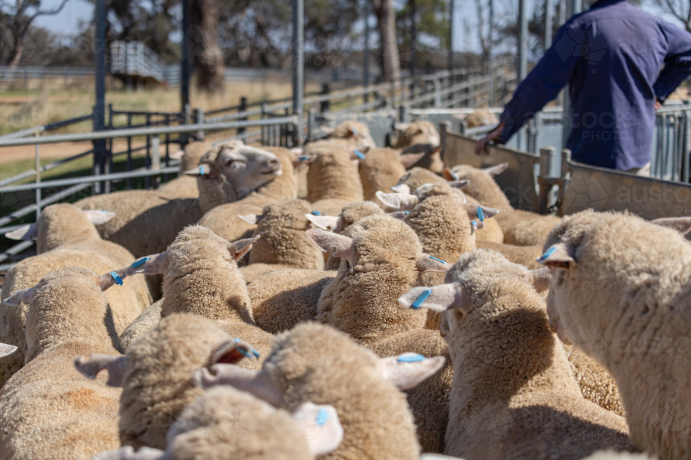farmer leaning on a fence with a yard full of sheep - Australian Stock Image