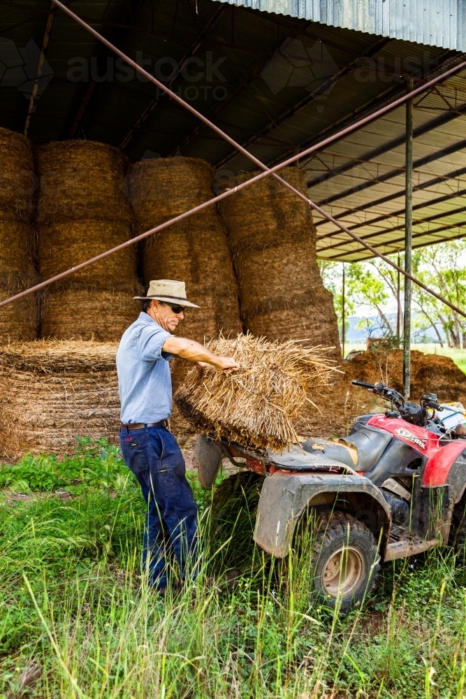 Farmer loading hay bale onto quad bike to feed livestock - Australian Stock Image