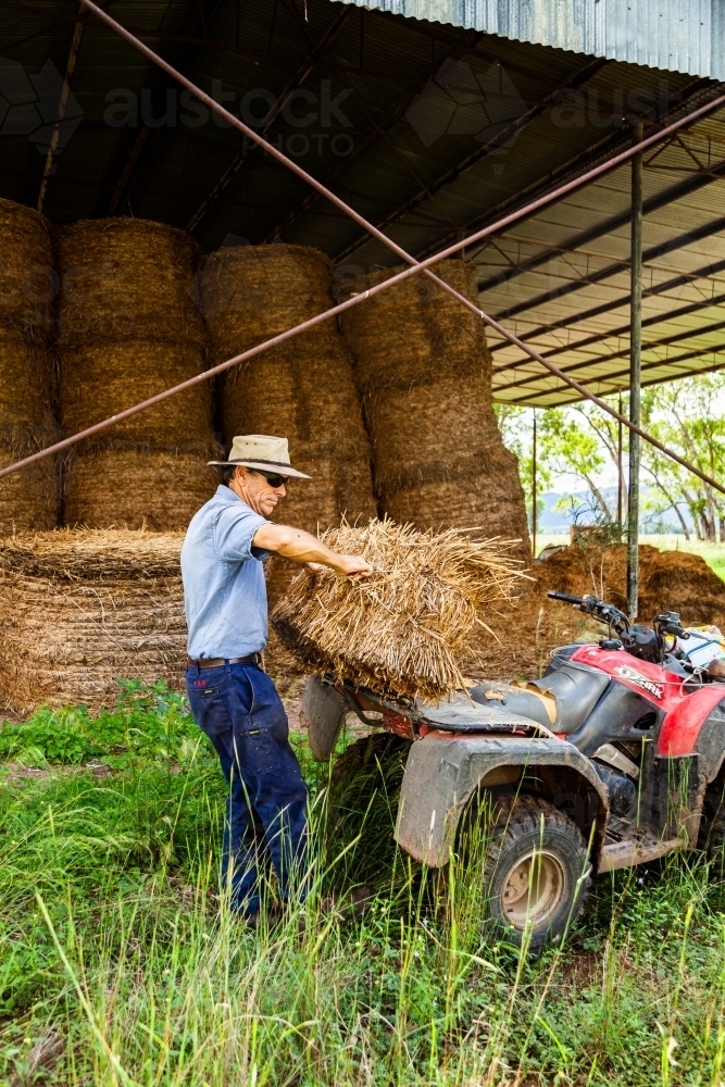 Farmer loading hay bale onto quad bike to feed livestock - Australian Stock Image