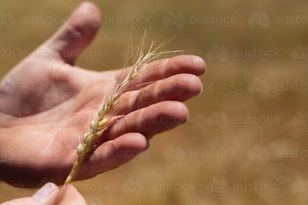 Farmer looking at a frost and drought affected head of wheat - Australian Stock Image