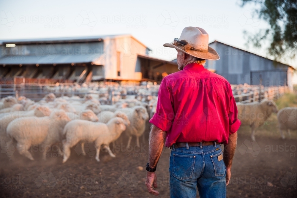 Farmer looking at mob of merino sheep in yard - Australian Stock Image