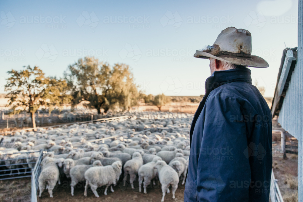 Farmer looking at sheep in yards - Australian Stock Image