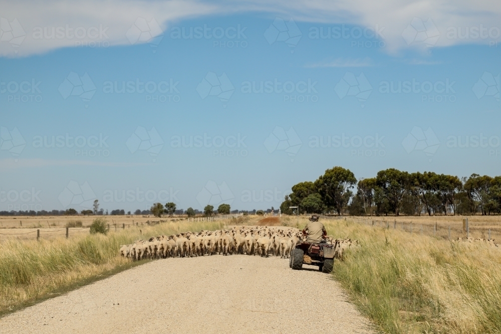 Farmer moving sheep on four wheeler motorbike along rural country road - Australian Stock Image