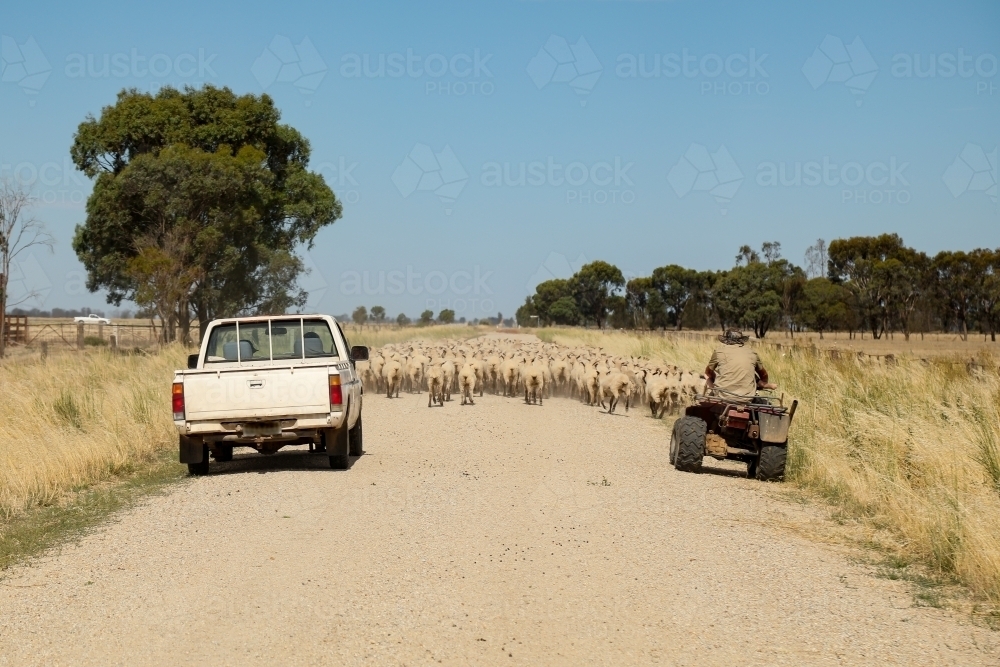 Farmer moving sheep on four wheeler motorbike along rural country road - Australian Stock Image
