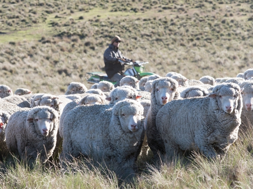 Farmer mustering merino fine wool sheep on a motorbike - Australian Stock Image