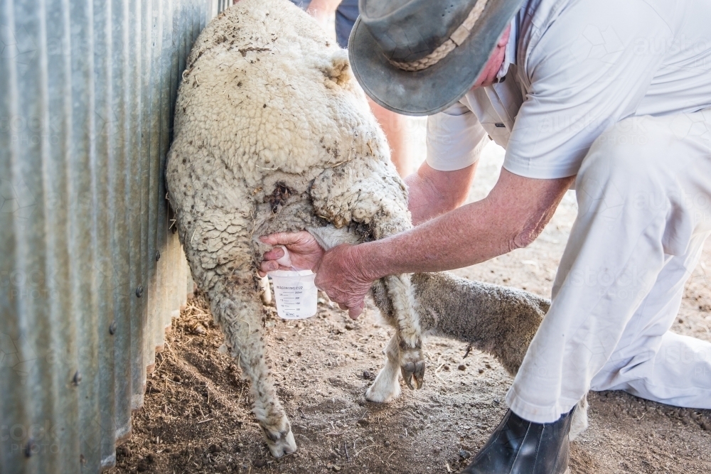 Farmer on knees in dirt in yards on farm in drought milking mother ewe sheep while lamb drinks - Australian Stock Image