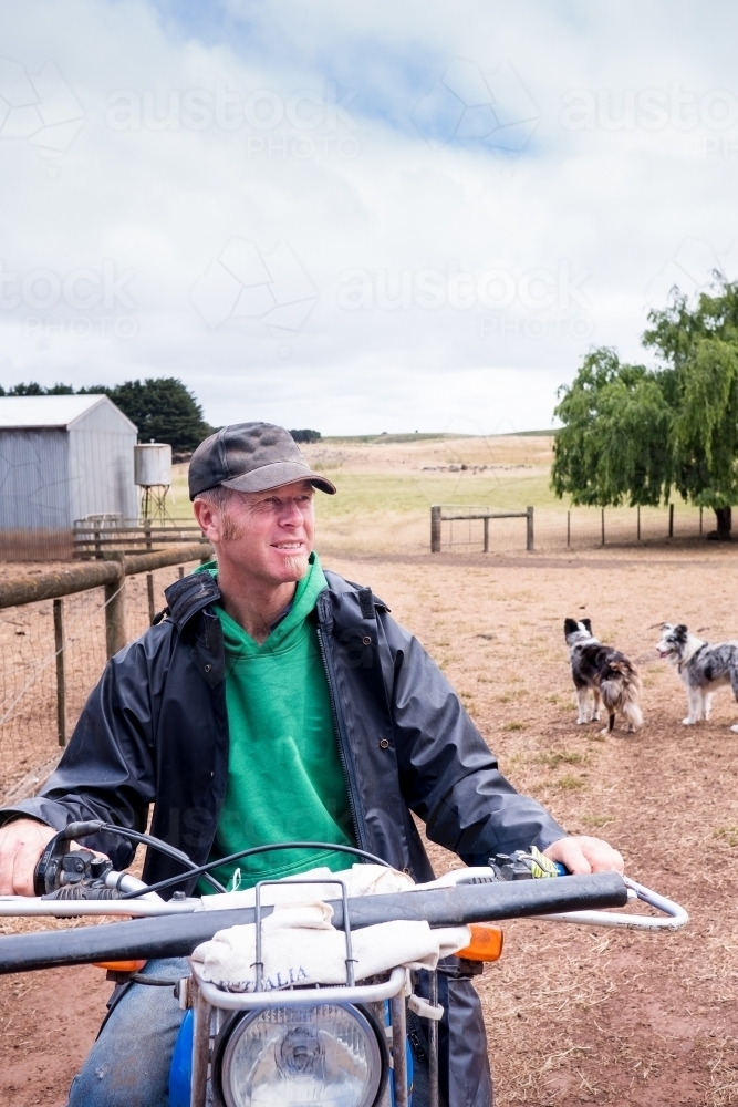 Image of Farmer on motorbike with farm dogs. - Austockphoto
