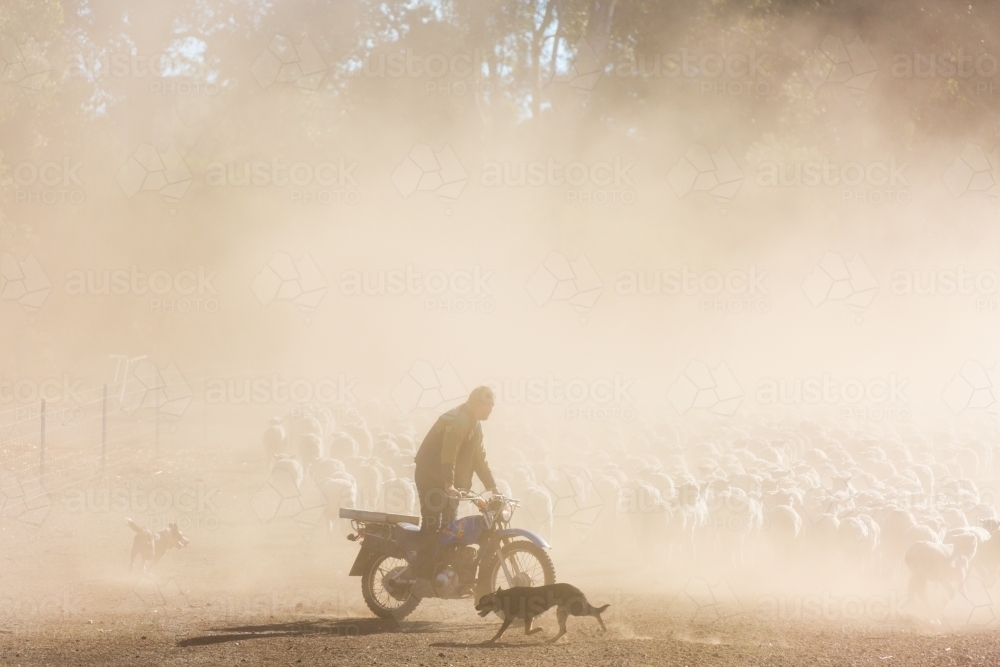 Farmer on motorbike with sheepdog mustering sheep - Australian Stock Image