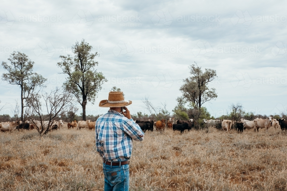 Farmer On phone call in paddock - Australian Stock Image