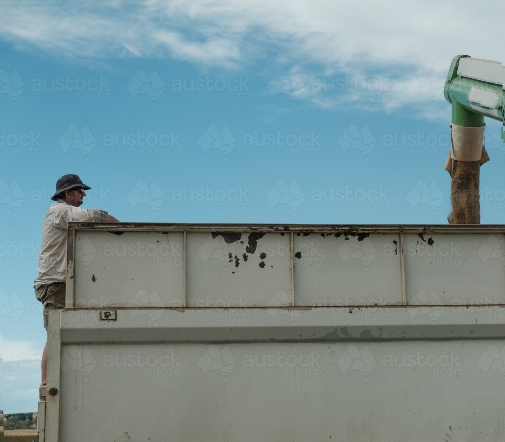 Farmer on truck watching Lucerne Seed being loaded into truck with Auger - Australian Stock Image