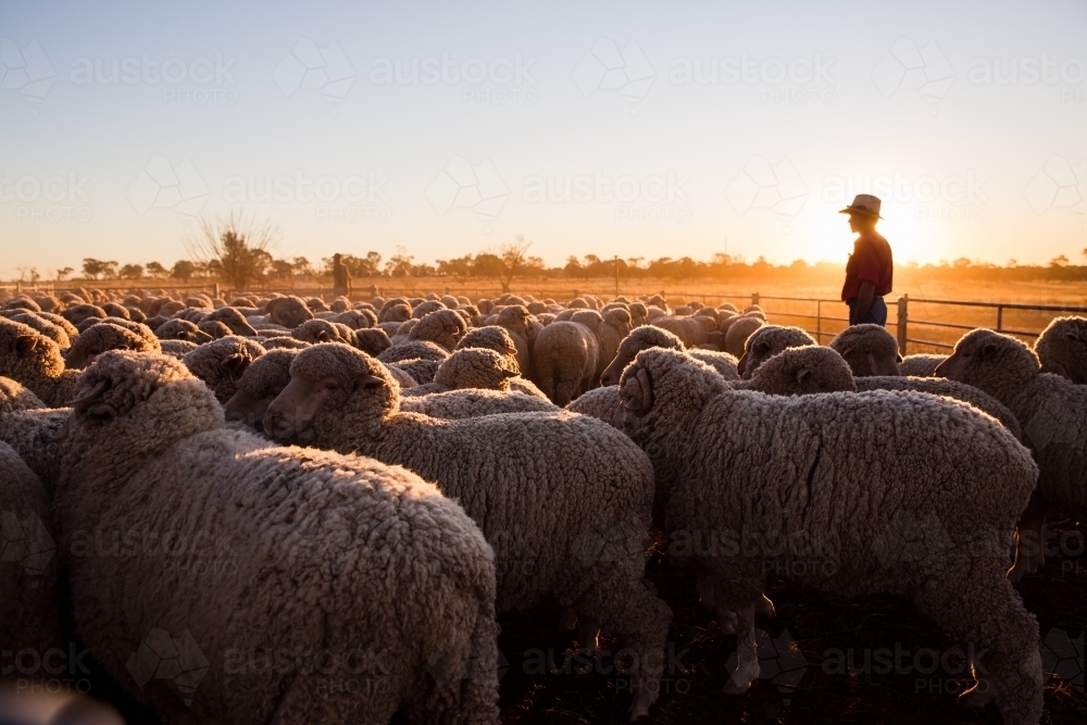 Farmer overlooking pen of merino sheep - Australian Stock Image