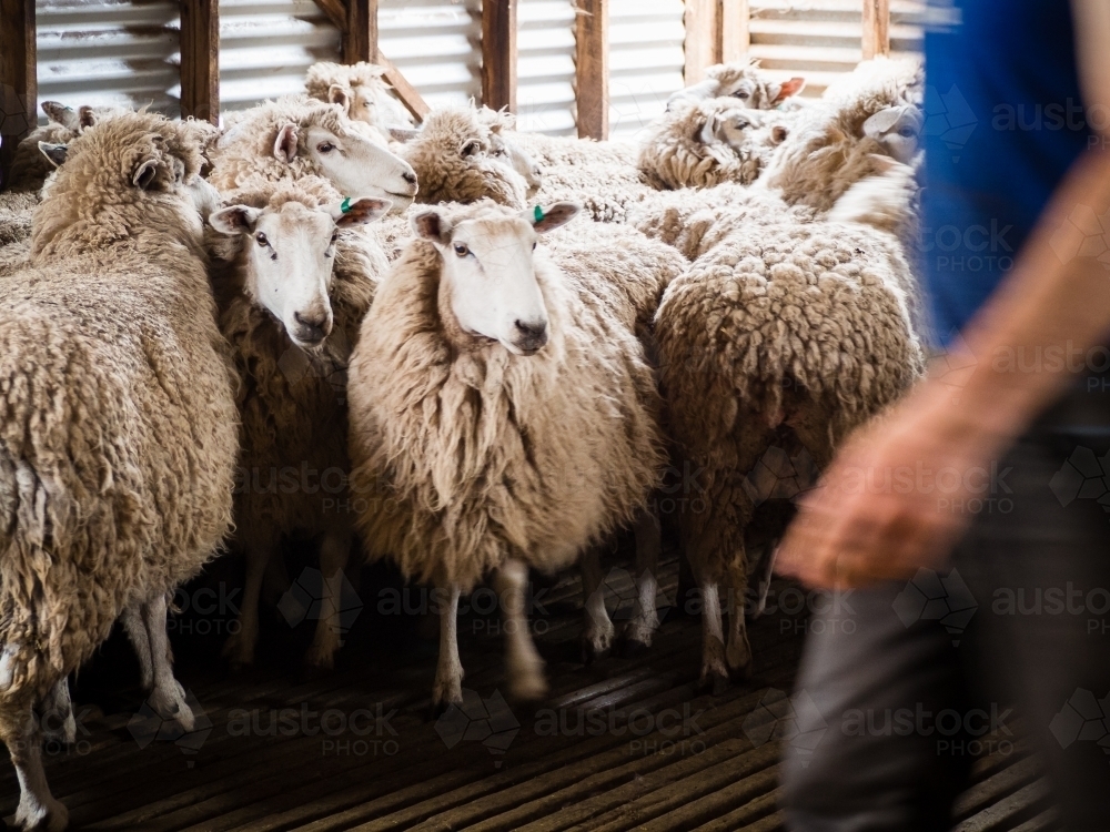 Farmer penning sheep for shearing in the wool shed - Australian Stock Image