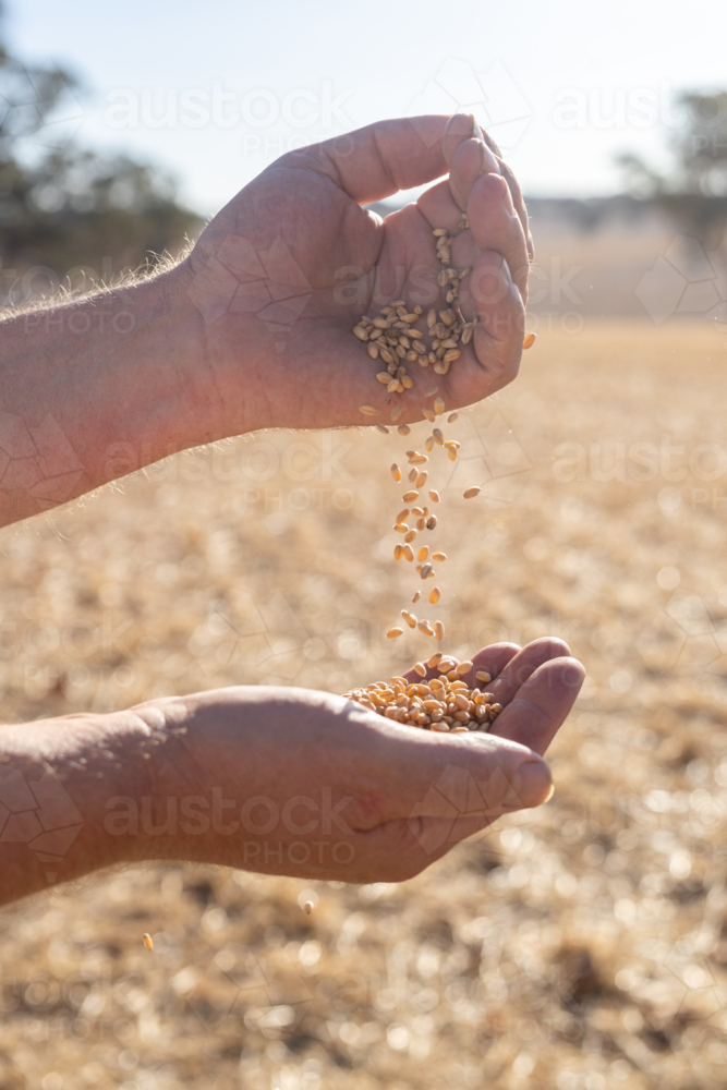 Farmer pouring wheat into his hand at harvest time - Australian Stock Image