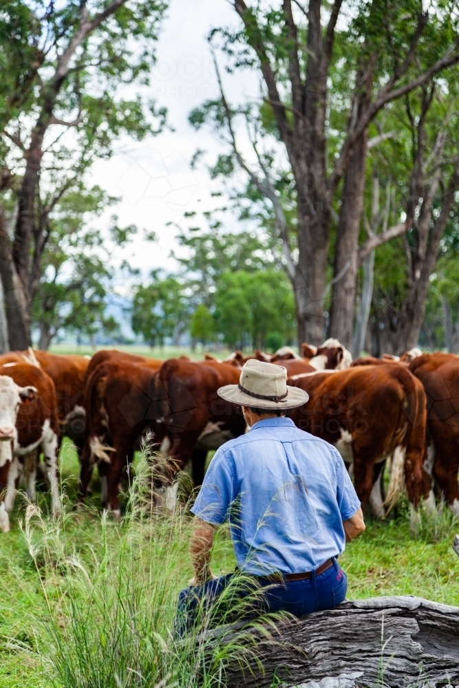 Farmer resting on log watching heard of new stock in green paddock - Australian Stock Image