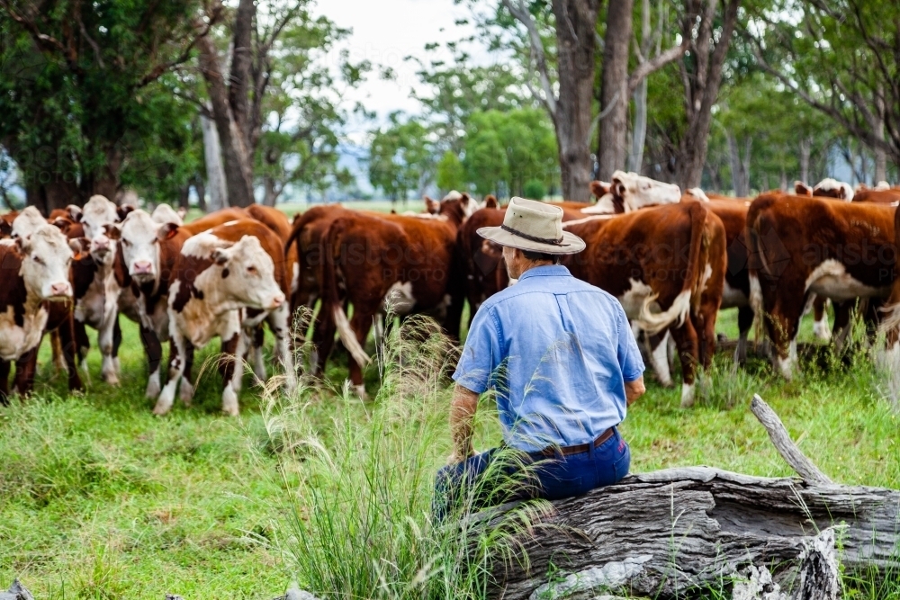 Farmer resting on log watching heard of new stock in green paddock - Australian Stock Image