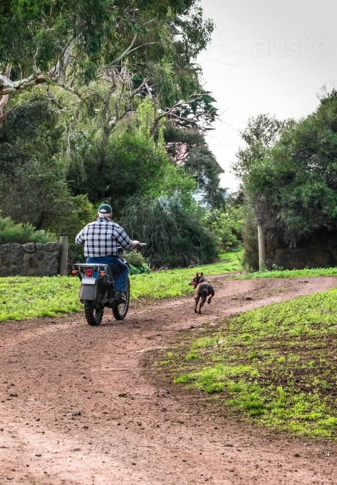 Farmer rides motorbike on farm track with working dog running - Australian Stock Image