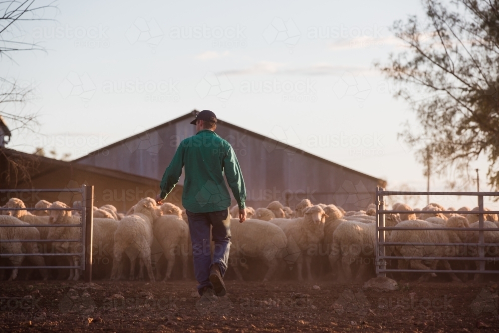 Farmer rounding up sheep into yard - Australian Stock Image