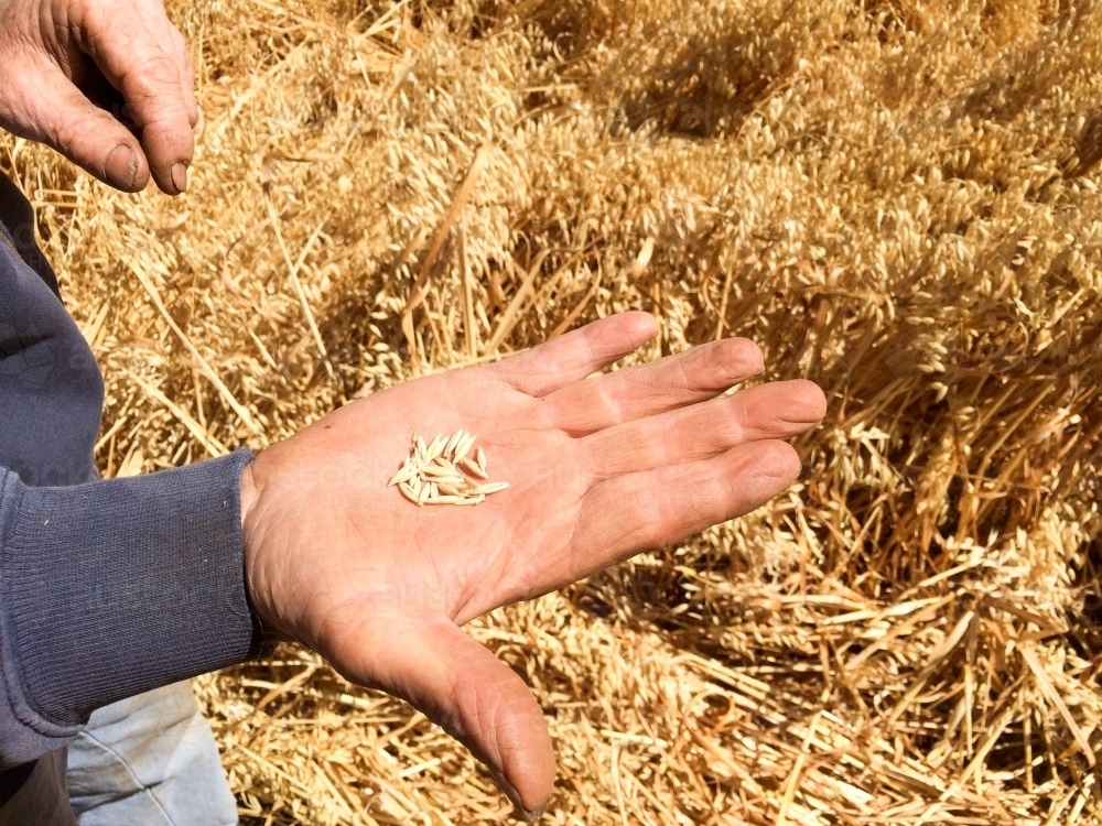 Farmer's hand with oat seeds - Australian Stock Image