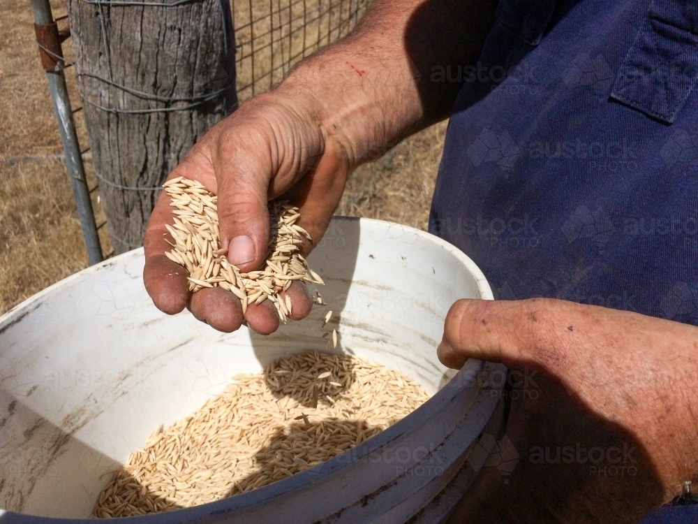 Farmer's hands inspecting oat grains - Australian Stock Image