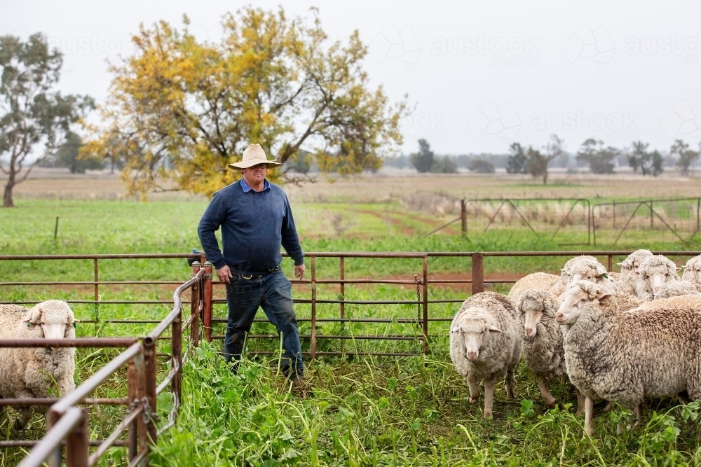 Farmer shifting sheep in the yards - Australian Stock Image