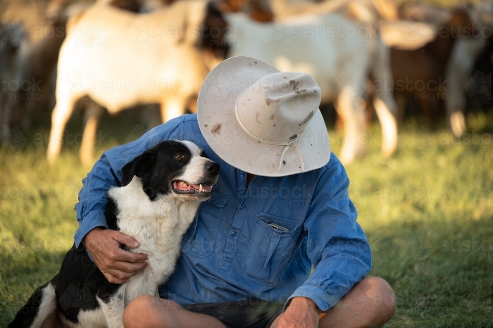Farmer sitting with working dog with livestock in the background - Australian Stock Image