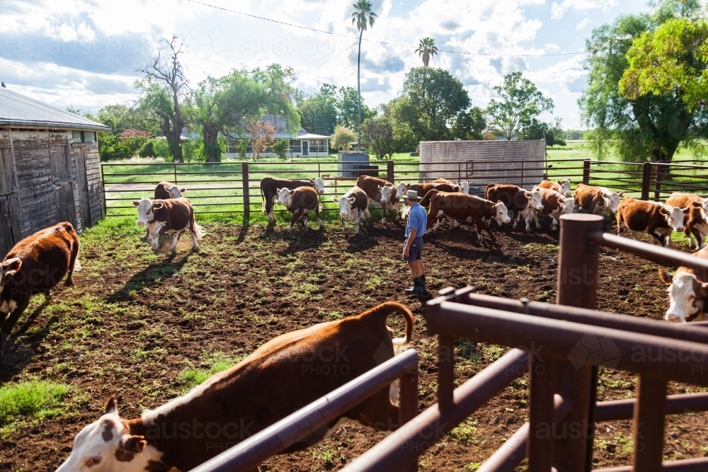 Farmer sorting the cows in cattle yard - Australian Stock Image