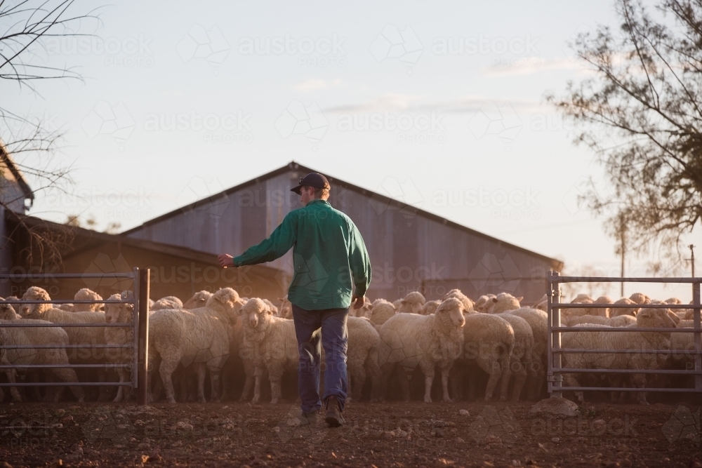 Farmer taking care of a flock of sheep - Australian Stock Image