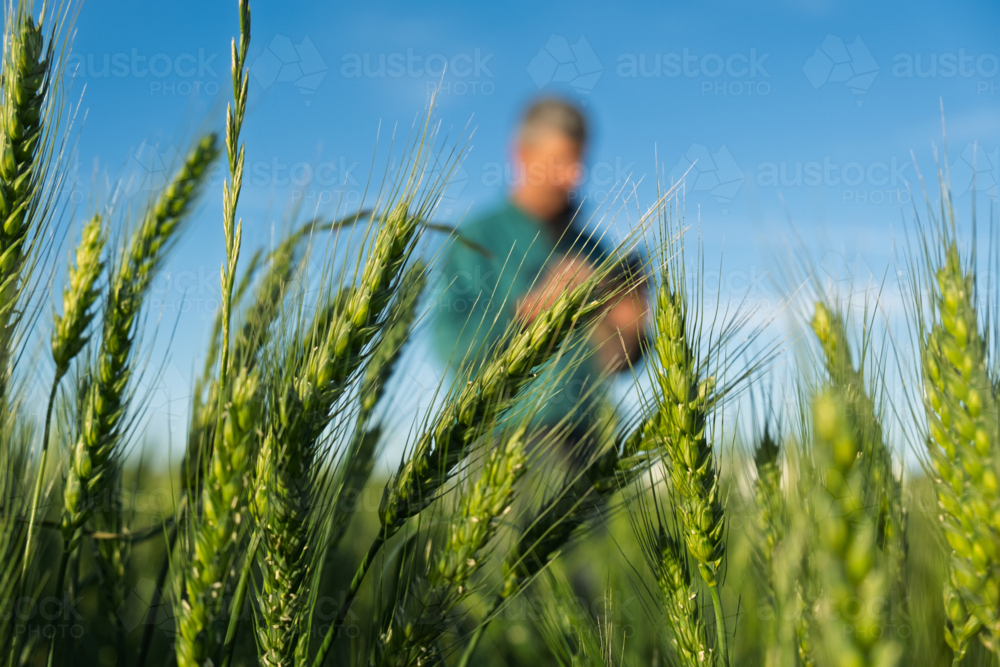 Farmer talking on the mobile phone standing in a crop of wheat : Austockphoto Farmer talking on the mobile phone standing in a crop of wheat - Australian Stock Image
