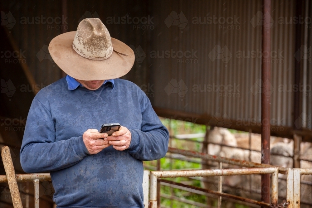 Farmer using his iphone in the yards - Australian Stock Image