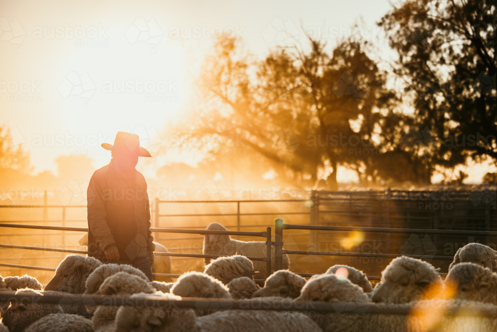 Farmer walking inside the fence with flock of sheep at sunset - Australian Stock Image