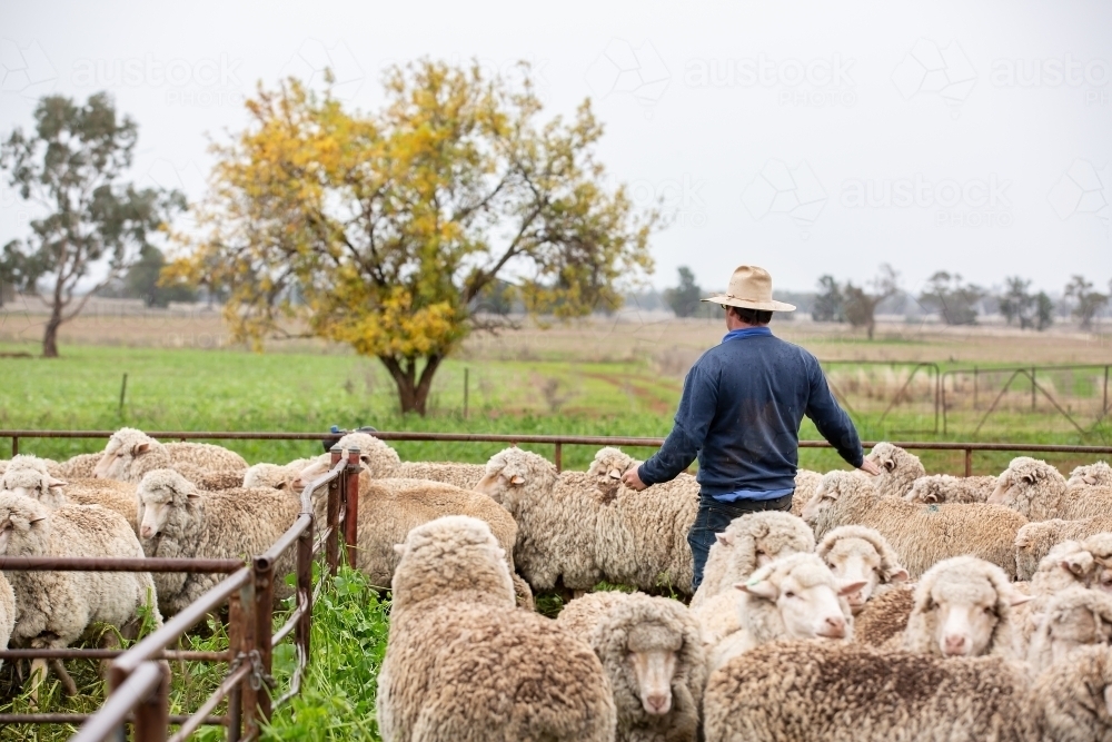 Farmer working sheep in the yards on a farm - Australian Stock Image