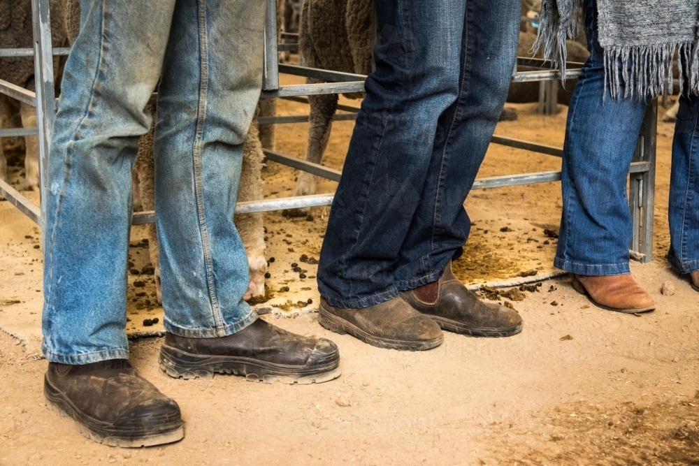 Farmers' boots with rams in pens - Australian Stock Image