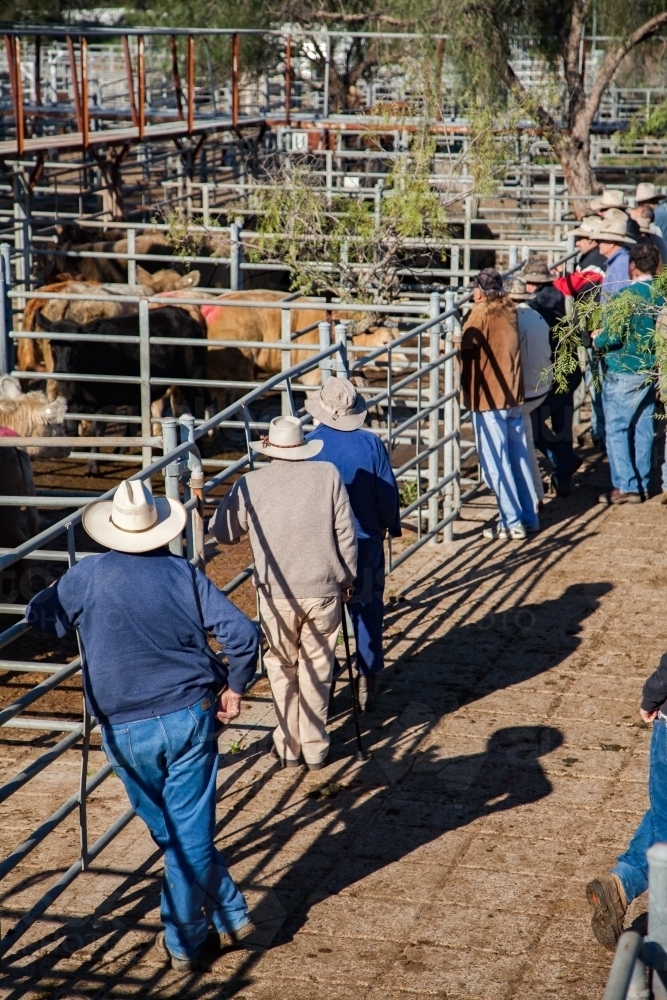 Farmers buying cows at Singleton cattle yards - Australian Stock Image