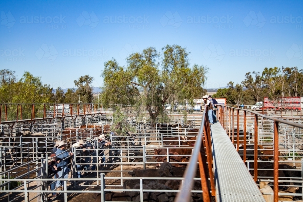 Image of Farmers buying cows at Singleton cattle yards Austockphoto