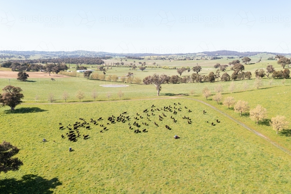 Farmers drove cattle on motorbikes in green pasture - Australian Stock Image
