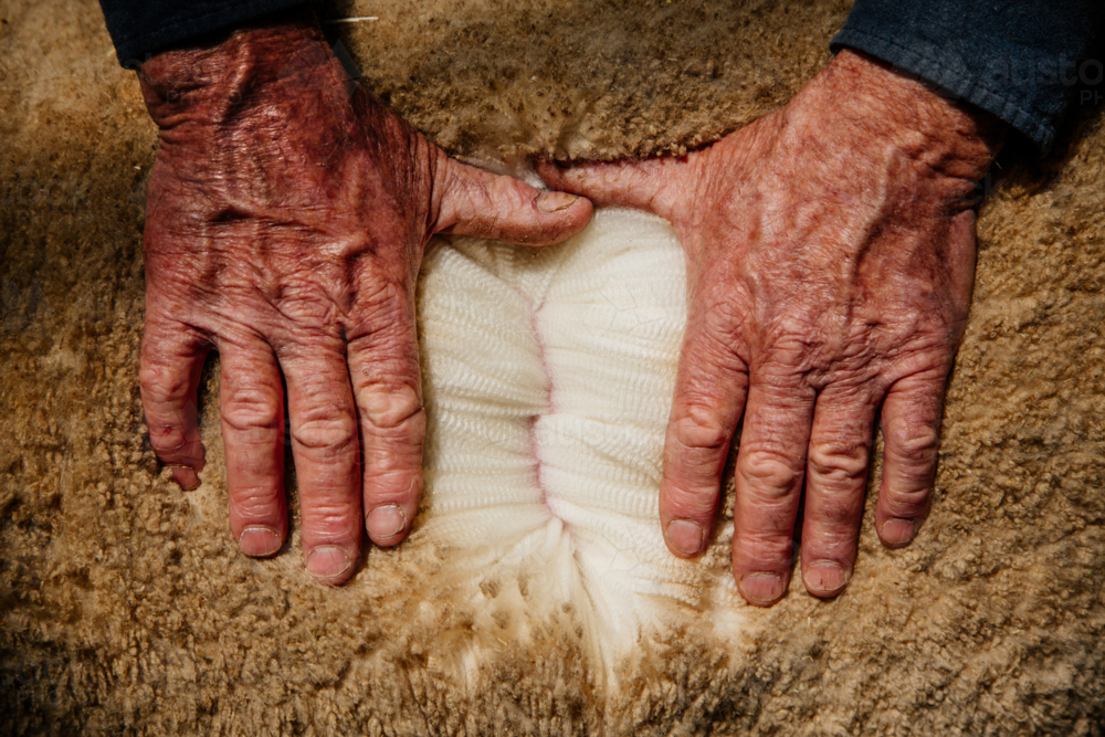 farmers hands and merino wool sheep - Australian Stock Image