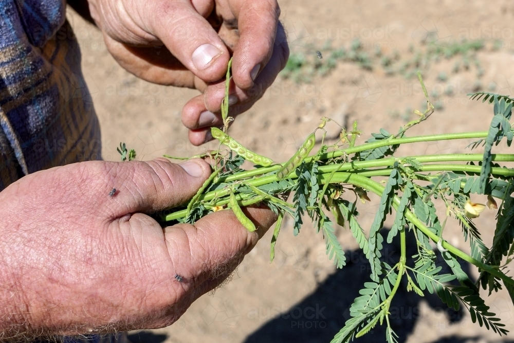 Farmers hands inspecting weed plant - Australian Stock Image
