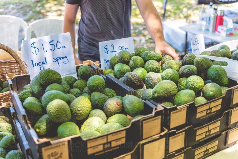 Image of Farmers market with avocados on display - Austockphoto